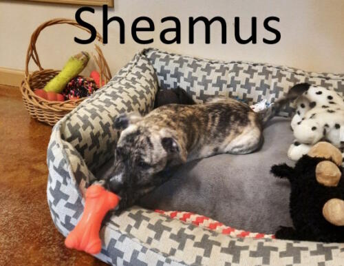 Stone County Humane Society